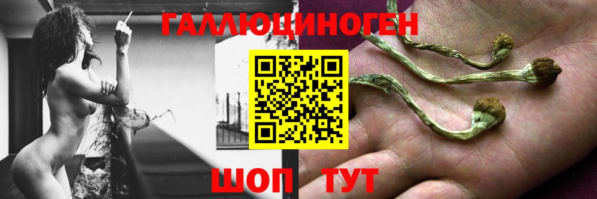 Псилоцибиновые грибы Cubensis Чита